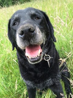 Afbeelding van een hond in het gras