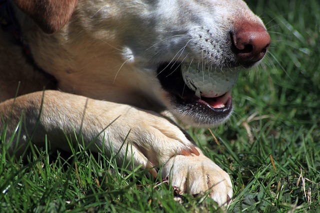 Afbeelding van een hond met lange nagels