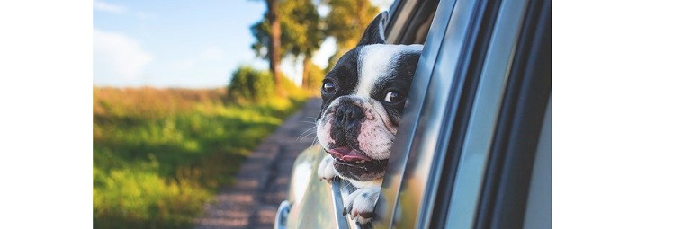Is een Hondenmand voor in de Auto veilig?