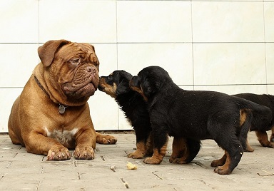 Afbeelding van grote hond en drie kleine honden