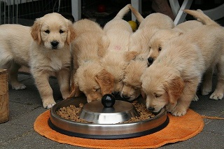 Afbeelding van puppy's die hondenvoer eten