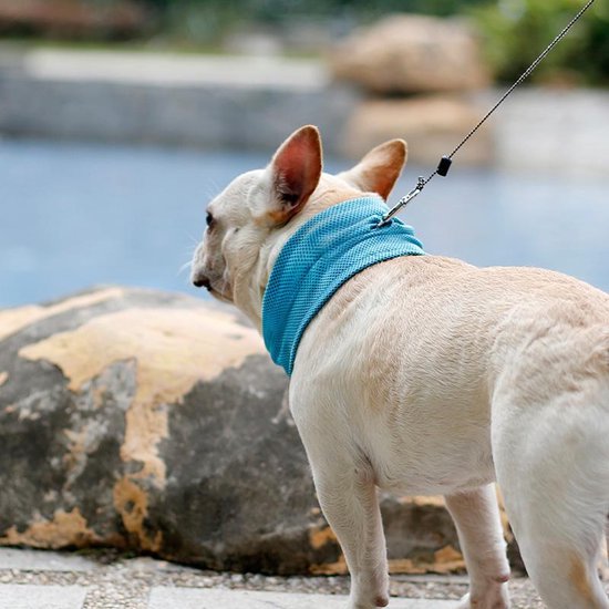Afbeelding van een hondje met een blauwe koelhalsband om