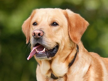 Afbeelding van een Labrador Retriever, de meest trouwe honden