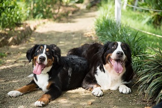 Afbeelding van twee vrolijke Berner Sennenhonden 