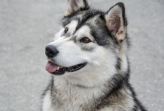Afbeelding van een Alaska Malamute hond