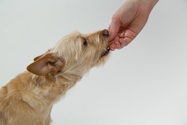 Afbeelding van een hond die wordt getraind met snoepjes
