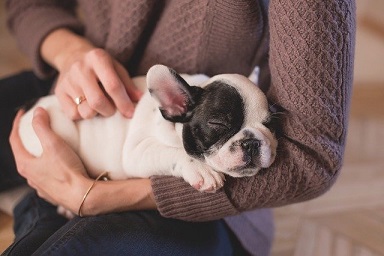 Afbeelding van een puppy in de arm gehouden