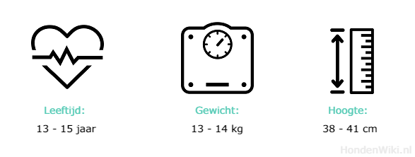 Afbeelding van de kenmerken van de Working Cocker Spaniel met tekst:
Leeftijd: 13-15 jaar
Gewicht: 13-14 kg
Hoogte: 38 - 41 cm