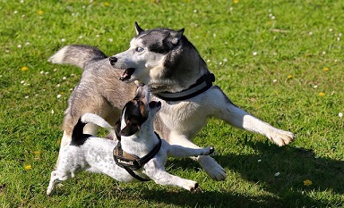 Afbeelding van honden die spelen in een hondenpension