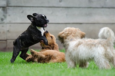 Afbeelding van kleine hondjes in een hondenpension