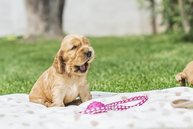 Afbeelding van een puppy buiten met riem voor uitlaten
