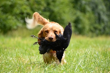 Afbeelding van een hond na de jacht met een vogel als prooi