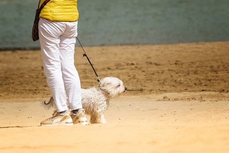 Afbeelding van een hond op een strand waar het is toegestaan