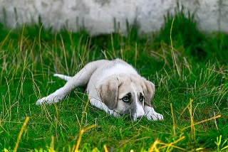 Afbeelding van een verdrietige hond met verlatingsangst